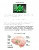 CANNABIS MEDICINAL