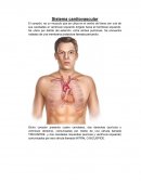 Anatomia sistema cardiovascular