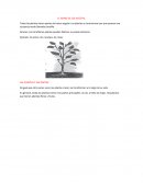 EL REINO DE LOS VEGETAL