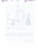 Poscosecha y la vida útil de las hortícolas de hoja