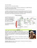 Clase endocrinología 2 Hipoadrenocorticismo o enfermedad de Addison