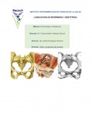 Parto: Anatomía Pelvica