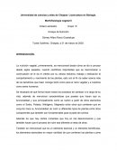 Ensayo de Nutrición