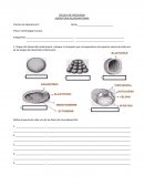 Neurodesarrollo taller