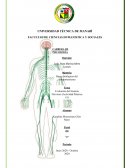 Sistema Nervioso del hombre
