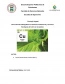 Revisión bibliográfica de síntomas de deficiencia y funciones fisiológicas del cobre en las plantas