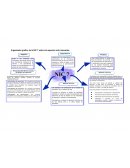 Contabilidad de la NIC