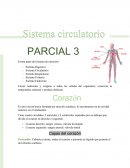 Sistema circulatorio