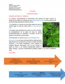 COCAINA Intoxicación aguda