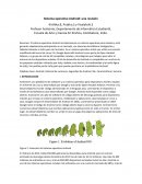 Sistema operativo Android: una revisión