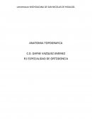 Anquiloglosia labial: Un caso raro
