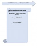 Un fenomeno natural ¿Papel o plástico?