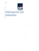 Hidroponias San Sebastián