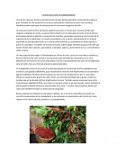 RUTA DEL CAFE EN CHANCHAMAYO