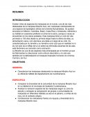 Especies de mariposas
