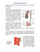 SINDROME COLEDOCIANO