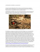 La deforestación en Colombia y sus consecuencias