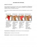 ANATOMÍA PARA ORTOPEDIA