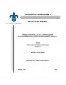 Reporte de investigacion Сaso cabin donuts vs Mcdonalds