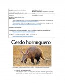 Evidencia 1 de ciencias de la vida. Cerdo hormiguero