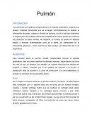 Pulmón