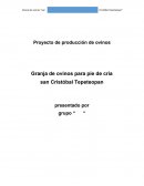 Proeyecto produccion de ovinos