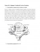 Columna Vertebral Cérvico Toracica