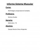 Morfología comparada vertebrados. Sistema Muscular