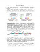 Genética (Preguntas)