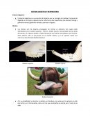 SISTEMA DIGESTIVO Y RESPIRATORIO