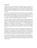 La brucelosis bovina