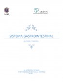 Sistema gastrointestinal