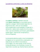 Plantas carnivoras y como se alimentan