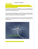 LA NEURONA Y EL APRENDIZAJE
