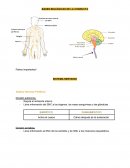 Bases Biológicas de la Conducta