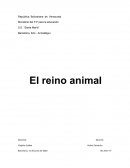 Reino animal