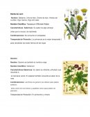 Plantas. Diente de León.Geranio