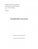 Transporte celular
