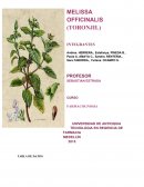 MELISSA OFFICINALIS (TORONJIL)