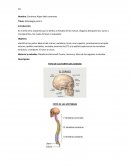 Partes basicas de Osteologia