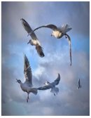 Juan Salvador Gaviota. Autor: Richard Bach (1970)