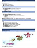 Partes de la celula (cat)