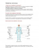 Sistema nervioso ¿Qué es el sistema nervioso?