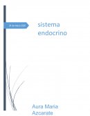 Sistema endocrino