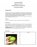 Laboratorio micologia