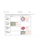 Pratica de plantas: esteles