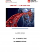 ANATOMÍA CARDIOVASCULAR