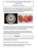 USO DE FITORREGULADORES EN AGRICULTURA GIBERELINAS