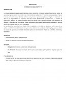 PRACTICA Nº 4 DIVERSIDAD DE EUGLENOPHYTA