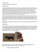 Ensayo Animales en peligro de extinción